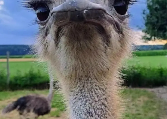 Blickfang Bregenzerwald Apartment Langenegg photo